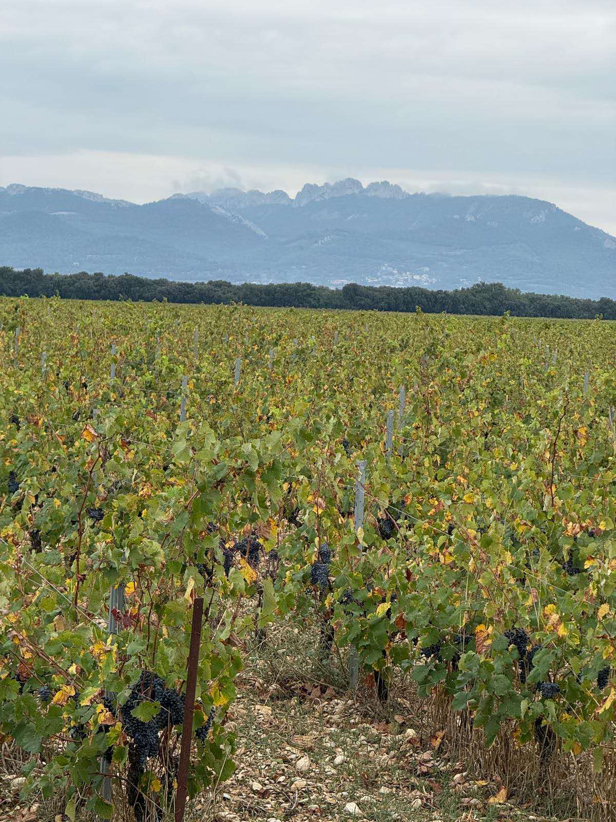 Vin de France